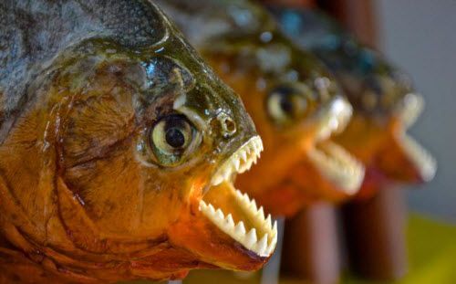 Những bãi biển nguy hiểm nhất thế giới