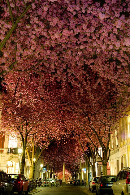 Con đường hoa nổi tiếng của thành phố Bonn, Đức là địa chỉ được nhiều du khách ghé tai nhau. Bonn nằm ở phía nam bang Nordhein-Westfalen, là một trong những thành phố cổ nổi tiếng của Đức.