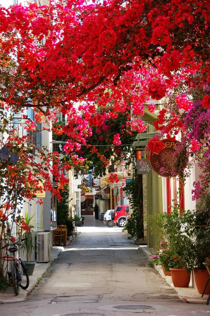 Những cây hoa giấy trổ bông trong một con hẻm nhỏ của thị trấn cảng Nafplio, Peloponnese, Hy Lạp. 