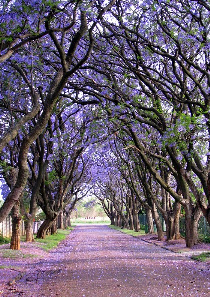 Phượng tím nở hoa rực rỡ dọc con đường tại Cullinan, Nam Phi. Phượng tím là loài cây du nhập vào Nam Phi từ thế kỷ 19, sinh sôi mạnh trong khí hậu nóng ẩm của đất nước này.