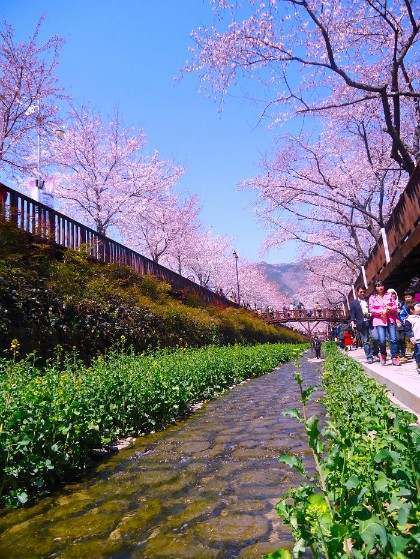 Hoa anh đào nở vào mùa xuân tại Hàn Quốc. Thời điểm lý tưởng nhất để ngắm hoa anh đào Hàn Quốc là từ cuối tháng 3 đến giữa tháng 4 hàng năm.