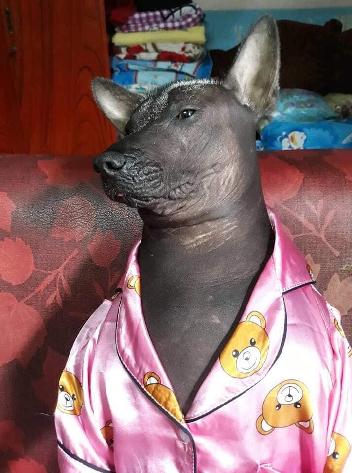 Cười không nhặt được mồm với hình ảnh chú chó “điệu” trong bộ pijama màu hồng Cười không nhặt được mồm với hình ảnh chú chó “điệu” trong bộ pijama màu hồng