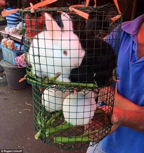Nhiều loài vật nuôi khác như mèo, thỏ, dơi, chuột rừng, lợn hay thậm chí là rắn cũng đều phải chịu chung số phận nghiệt ngã và tàn bạo này.