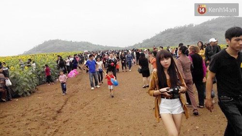 Nhiều gia đình, các bạn trẻ và các cặp uyên ương tranh thủ dịp cuối tuần đến thăm cánh đồng hoa - (Ảnh: Phương Thảo).