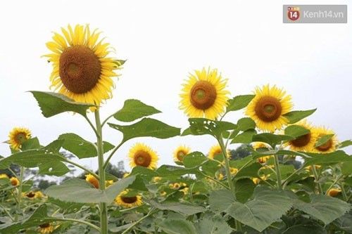 Những bông hoa mặt trời có vẻ đẹp mê đắm lòng người - (Ảnh: Phương Thảo).