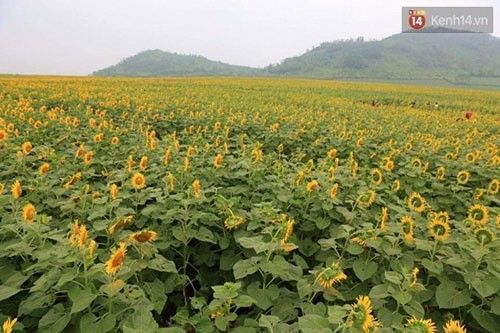 Cận cảnh cánh đồng hoa hướng dương khoe sắc - (Ảnh: Phương Thảo).