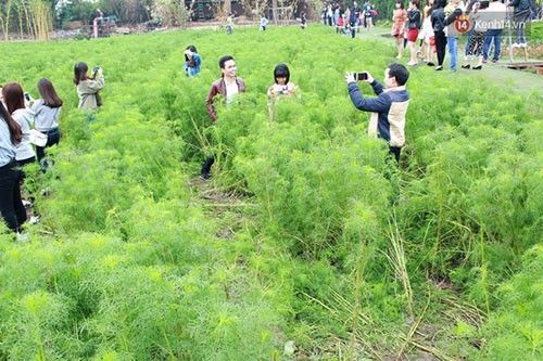 Những cây túy điệp còn chưa kịp trổ bông cũng không thoát khỏi sở thích chụp ảnh của các bạn trẻ.