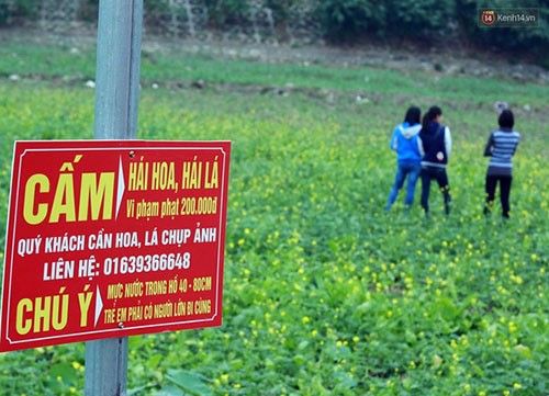 Mặc dù chủ vườn đã đặt biển cảnh báo việc đi lại, ngắt hoa tại đây nhưng không chỉ có vườn tam giác mạch mà nhiều vườn hoa đang độ chúm chím đều bị giẫm đạp không thương tiếc.
