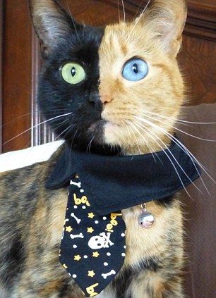 meohaimatVenus (1)