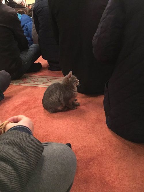 11 catm
