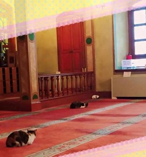 5 CATM