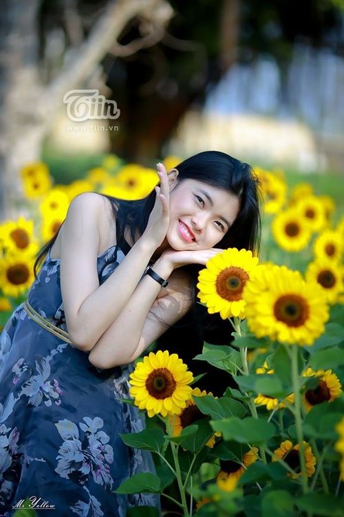 Gần đó là vườn hướng dương loại phổ biến đã bắt đầu nở rộ.