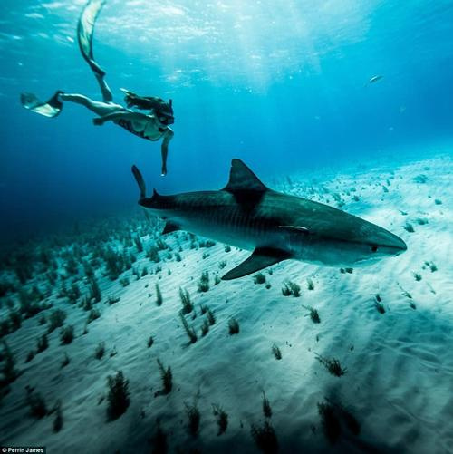 Ai cũng ghê sợ cá mập, còn ‘cô gái đại dương’ này đã bầu bạn với chúng từ năm 12 tuổi - Ảnh 7.