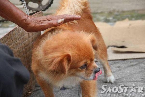 6. Hằng ngày bà đi nhặt ve chai lúc 7 giờ tối và về “nhà” lúc trời rạng sáng. Những ngày trời không mưa bà dắt cả 2 chú chó đi cùng để bầu bạn. Những khi trời mưa lớn bà gửi 2 chú chó cho các bác xe ôm trông hộ rồi một mình đi nhặt ve chai.