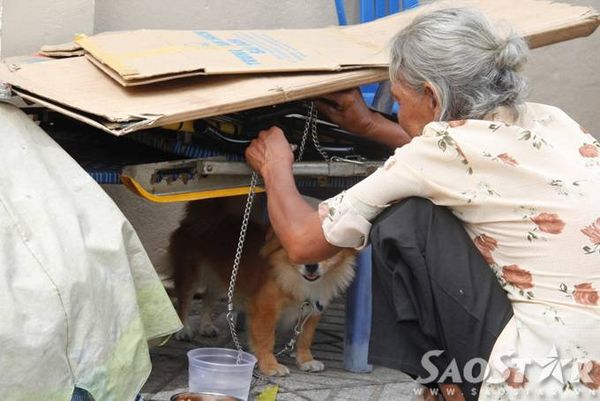 8. Người dân ở gần thấy bà thương chó nên thường xuyên đem thức ăn cho bà, nhiều người tốt bụng còn nhặt ve chai giúp bà để bà về sớm. Mỗi khi trời nắng gắt hay mưa lớn bà lại đội nắng đội mưa tìm cách che chỗ ở cho 2 chú chó nhỏ.