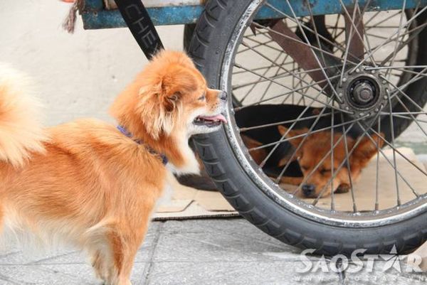 9. “ Ti-Na ngoan và nghe lời lắm, sáng tôi đẩy ve chai đi bán thì 2 đứa ngủ dưới ghế. Na hiền hơn, thích được vuốt ve còn con Ti hơi lém lỉnh, chạy nhảy và sủa to khi có người chọc nó. Từ ngày có Ti và Na tôi thấy vui hơn hẳn”, bà Trinhchia sẻ.