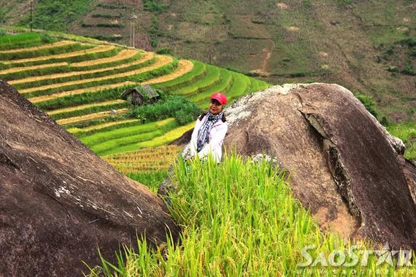 "Và anh sẽ đưa em đến nơi ngút ngàn. Ruộng bậc thang một trời lúa chín vàng"...ruộng bậc thang Lào Cai chính là cảm xúc để một nhạc sỹ viết lên lời ca nổi tiếng trong bài hát "Đi về phía chân trời" rất được các bạn trẻ đam mê phượt yêu thích.