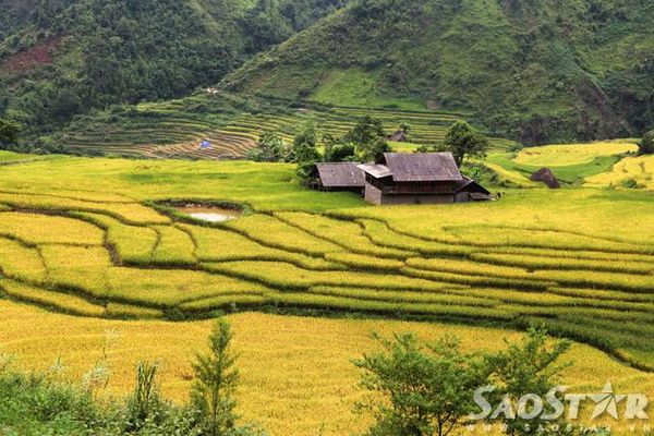 Những ngôi nhà của đồng bào vùng cao nằm giữa mênh mông lúa chín, luôn là điểm nhấn đầy thơ mộng của bức tranh mùa vàng.