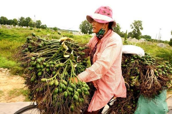 Hằng ngày, bà Phạm Thị Bé (46 tuổi, ở làng Văn Xá, xã Hương Văn, thị xã Hương Trà) thức dậy từ sớm, đạp xe rong ruổi khắp các khu dân cư mua cau về bán cho cơ sở chế biến, thương lái kiếm lời.