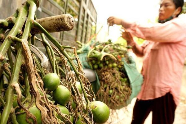 Bà Bé mua tại vườn dân với giá 12.000 đồng/kg, bán lại cho ông Phạm Sinh (thôn Giáp Nhì, xã Hương Văn) với giá 14.000 đồng/kg kể cả cuống.