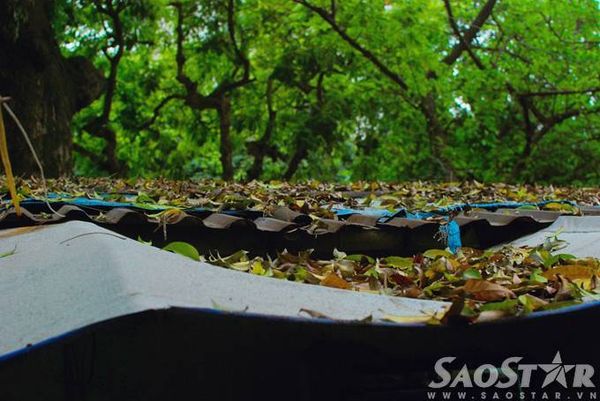 Phủ kín các mái nhà trong các khu biệt thự cũ nằm dọc các tuyến phố trồng sấu nhiều như Trần Hưng Đạo, Lý Thường Kiệt...