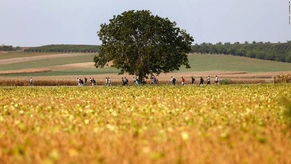 Dân tị nạn đi bộ ngang qua cánh đồng gần tỉnh Tovarnik, Croatia. Sau khi Hungary đóng cửa biên giới, những người này đã được chính phủ Croatia chào đón, cưu mang.