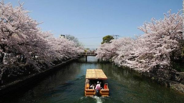 Dòng kênh hoa anh đào. Vào mùa xuân, du khách sẽ được xuôi mình theo dòng kênh Okazaki để thưởng thức vẻ đẹp của hoa anh đào.