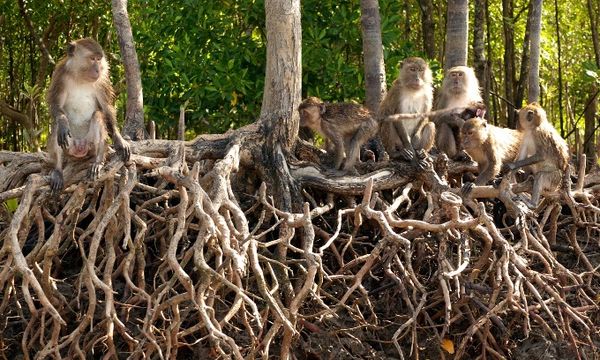 Đây là nơi để tận hưởng không khí mát mẻ và sự yên tĩnh bởi tách biệt khỏi đám đông, Koh Lanta nằm ở ngoài khơi phía tây nam, cách xa Koh Phi Phi ồn ảo. Các nhà hàng hải sản nổi tiếng gần Saladan nhưng nhớ khám phá hết đảo với những bờ biển vắng, khu rừng nhiệt đới, rừng ngập mặn, thác nước trên mũi phía nam. Ngoài ra, công viên quốc gia Mu Ko là nơi bạn dễ dàng thấy những chú khỉ ăn cắp kem từ du khách.