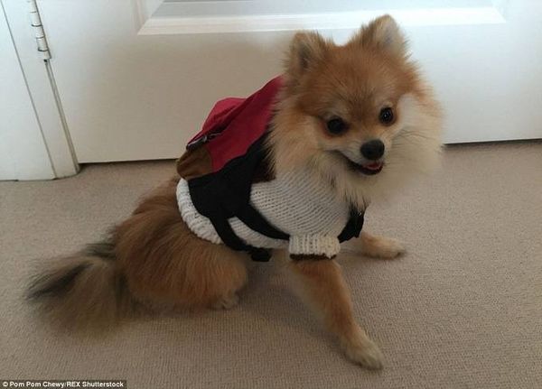 Pom Pom Chewy, chú chó giống lai nửa cáo, nửa Pomeranian 7 tháng tuổi đã trở thành một hiện tượng gây bão mạng xã hội sau khi người chủ của em đăng tải những bức ảnh về “khuôn mặt siêu dễ thương” và “phong cách ăn mặc” lên trang mạng xã hội.