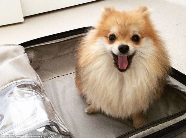 Pom Pom Chewy hiện đang có hơn 25.000 người theo dõi trên Instagram, 2000 người trên Twitter và 1000 nữa từ Facebook.