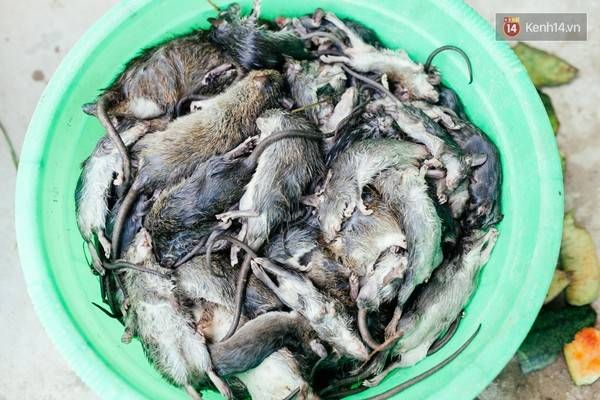 Những con chuột từ bé đến lớn vừa được đập chết và chuẩn bị lên "bàn mổ".