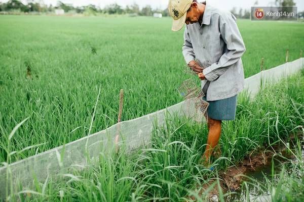 Chuột ở miền Tây có quanh năm trên ruộng đồng nên người dân ở ấp Bình Chiến chủ yếu mưu sinh bằng nghề bắt chuột.