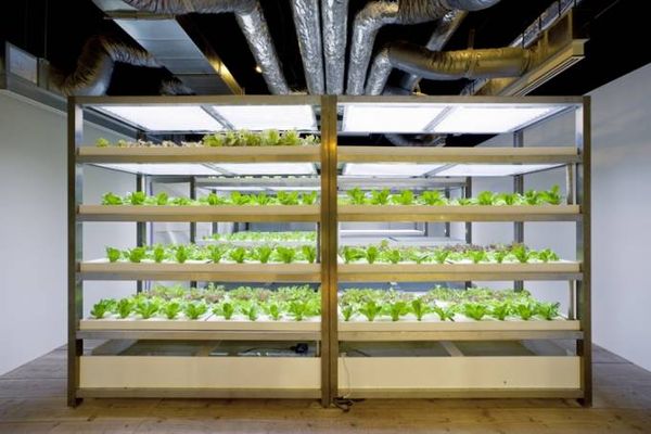 urbanfarm (11)