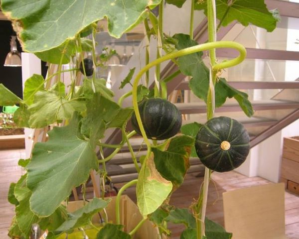 urbanfarm (14)