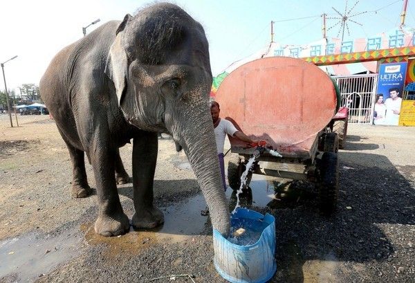 Chú voi đang uống nước vòi trước khi buổi biểu diễn xiếc bắt đầu tại rạp xiếc Raj Mahal tại thành phố Bhopal, Ấn Độ. Ngành công nghiệp xiếc là một trong những loại hình giải trí xưa cũ nhất tại đất nước Nam Á, hiện đang gặp rất nhiều khó khăn khi số lượng các đoàn xiếc ngày một giảm đi trong vài thập kỷ nay.