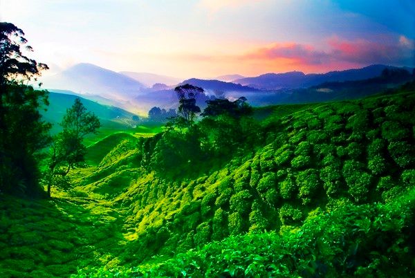 cameroon