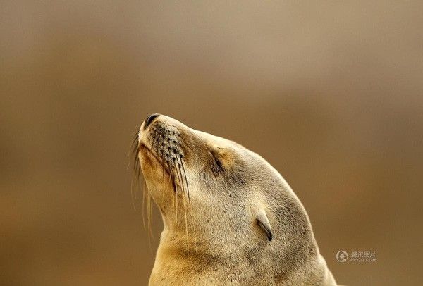 Bức ảnh chụp chú hải cẩu đang nhắm mắt nghỉ ngơi trên bờ biển La Jolla, California, Mỹ được chụp vào ngày 20/1.