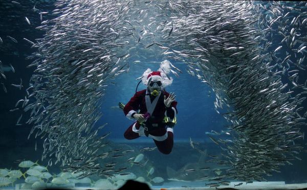 A diver dressed in a Santa Claus costume swims with sardines during a promotional event for Christmas "Sardines Feeding Show with Santa Claus" at the Coex Aquarium in Seoul, South Korea, December 9, 2015. REUTERS/Kim Hong-Ji