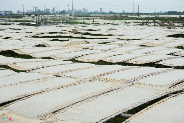 Theo quy trình, miến làm ra phải được phơi ngay. Nhưng cánh đồng làng vốn được cho thuê để phơi miến đã trở nên quá tải. Một người dân giấu tên cho biết, mỗi sào đất ruộng được cho thuê với giá 2 triệu đồng mỗi năm. Nhưng ruộng thì ít, xa đường, lại tốn tiền thuê nên mọi người phơi luôn bên đường cho tiện.