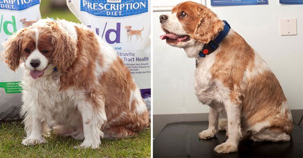fat-animals-lose-weight-obesity-pet-fit-club-pdsa-uk-23