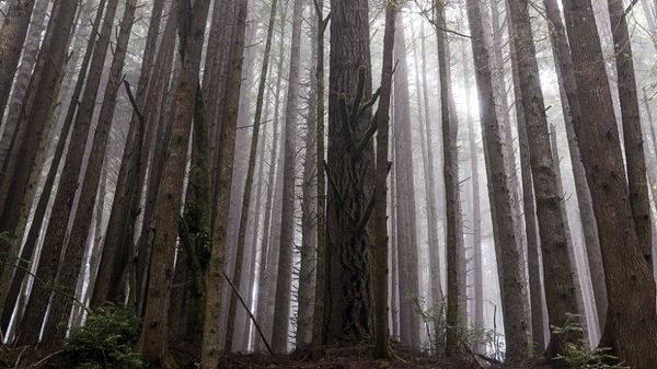 redwoods-exlarge-169