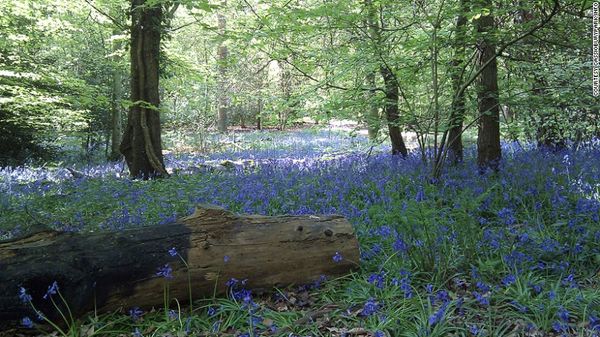 whippendell-woods-exlarge-169