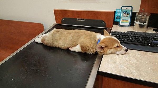 15. Tư thế ngủ đáng yêu của các chú chó