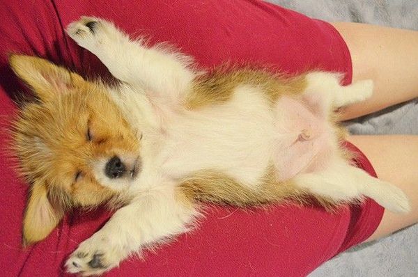 25. Tư thế ngủ đáng yêu của các chú chó