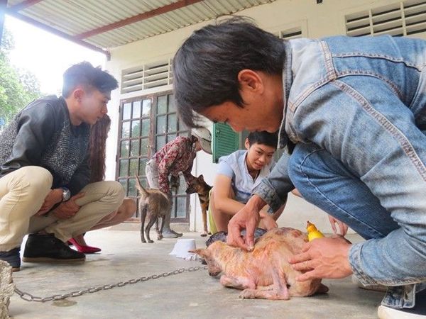 Những chú chó được chăm sóc cẩn thận bởi Trần Văn Sơn.