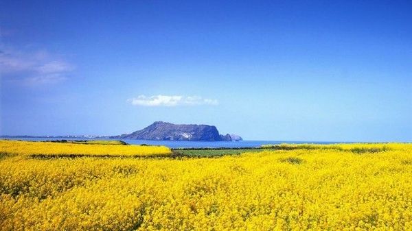 Những cánh đồng cải vàng rực dưới trời xanh, cạnh bờ biển mênh mông cũng là một khung cảnh thu hút nhiều du khách đến với đảo. Ảnh: Cheapvacationholiday.
