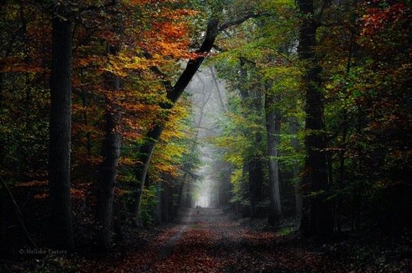 Rừng Veluwe là nơi có thảm thực vật đa dạng, một trong những khu bảo tồn thiên nhiên lớn nhất của Hà Lan.