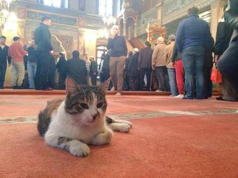 9 CATM
