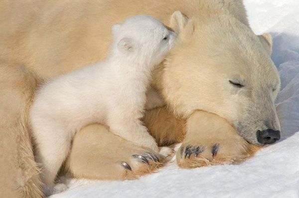 2 polar