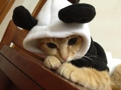 cat1